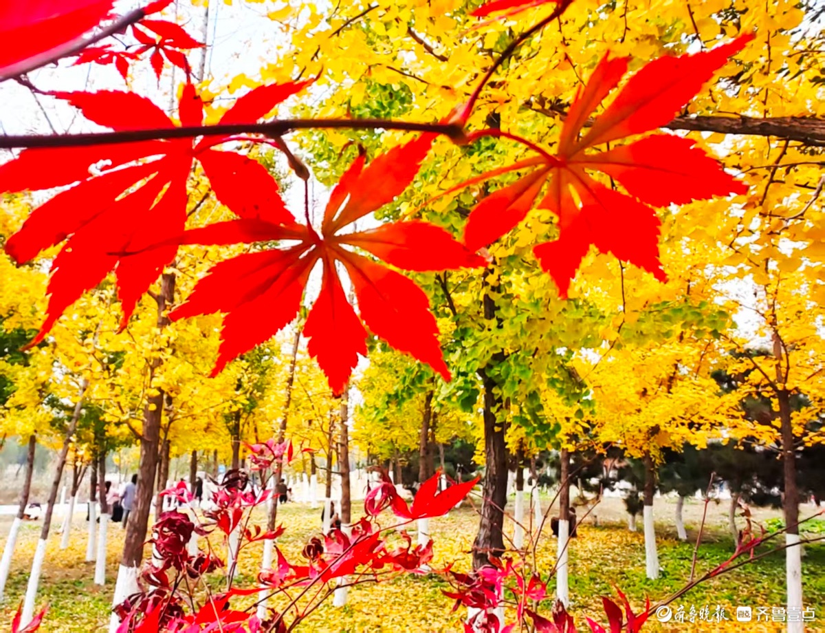 红彤彤的枫叶邂逅金黄银杏叶
