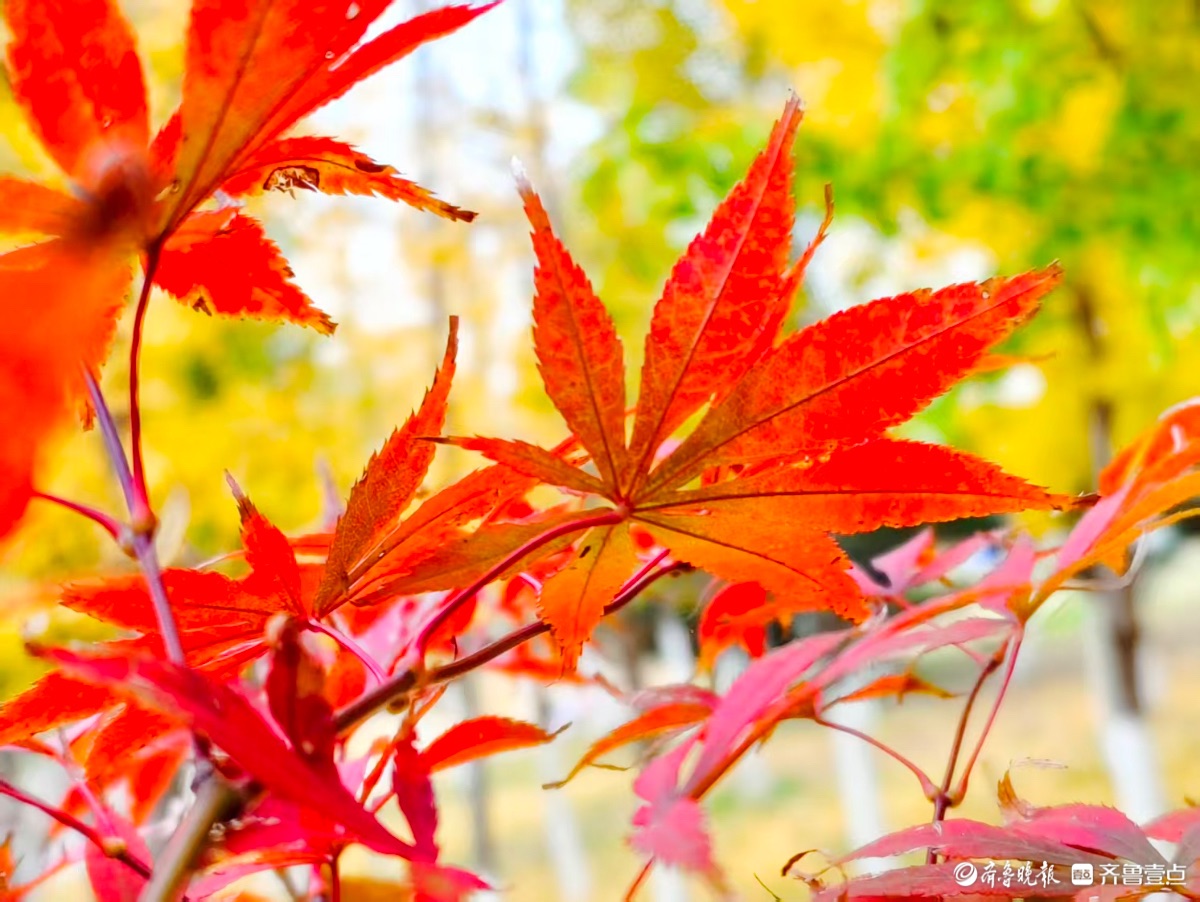 红彤彤的枫叶邂逅金黄银杏叶