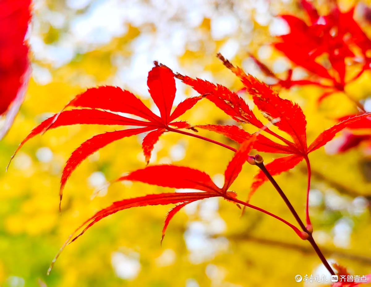 红彤彤的枫叶邂逅金黄银杏叶
