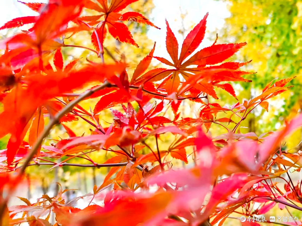 红彤彤的枫叶邂逅金黄银杏叶
