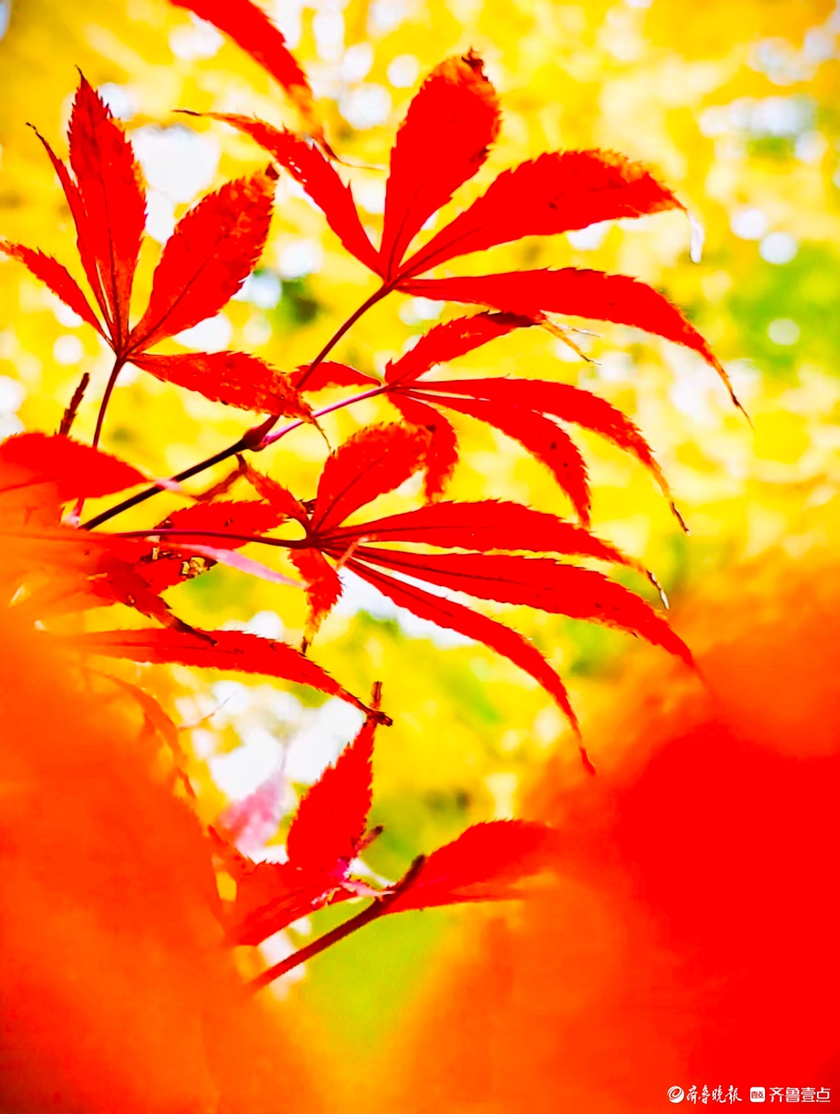 红彤彤的枫叶邂逅金黄银杏叶