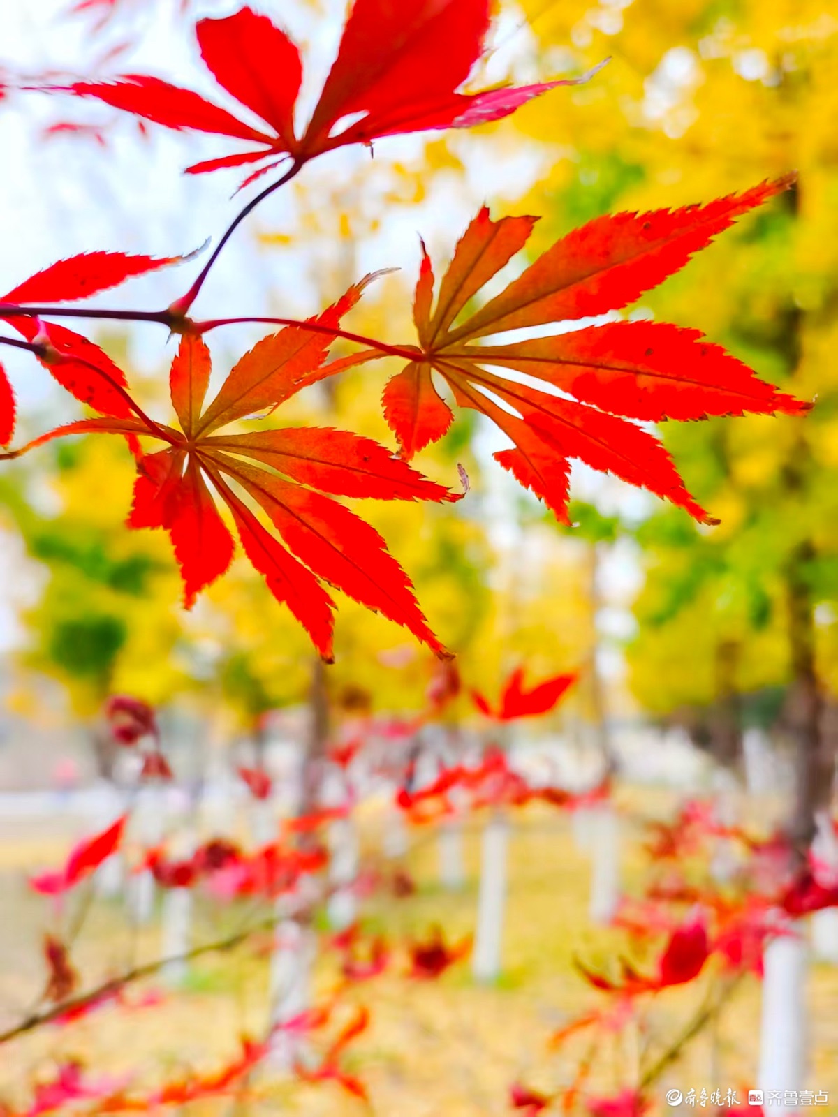 红彤彤的枫叶邂逅金黄银杏叶