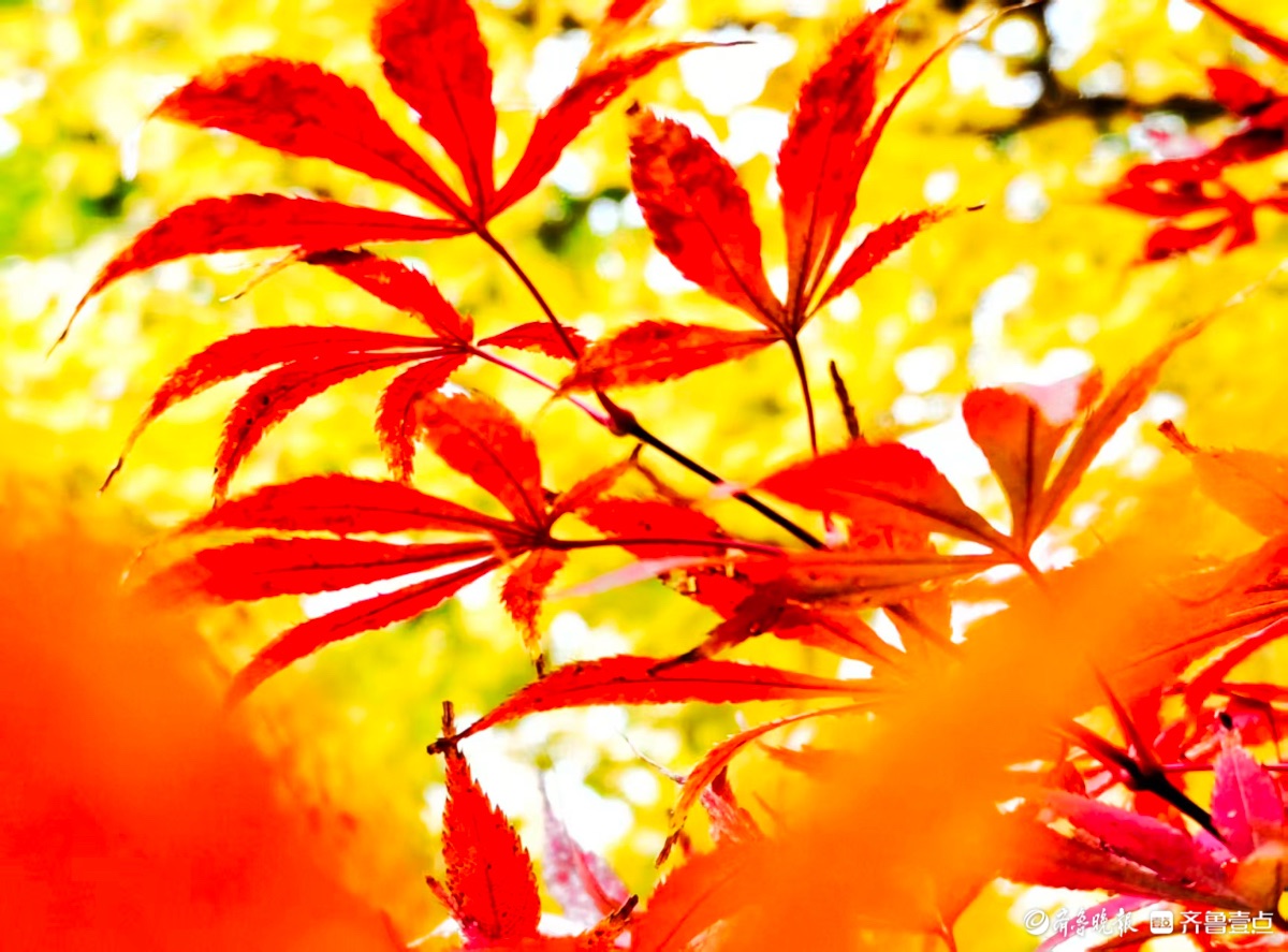 红彤彤的枫叶邂逅金黄银杏叶