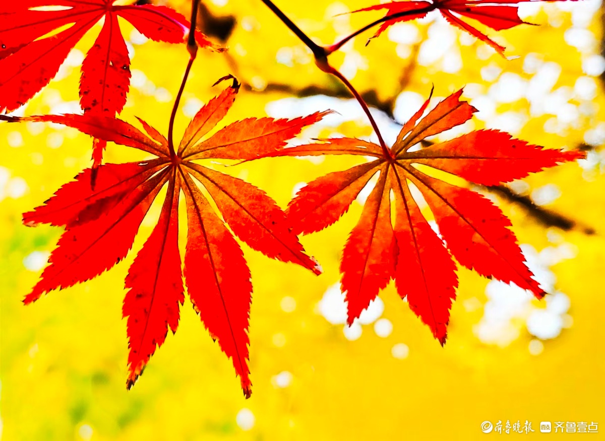 红彤彤的枫叶邂逅金黄银杏叶
