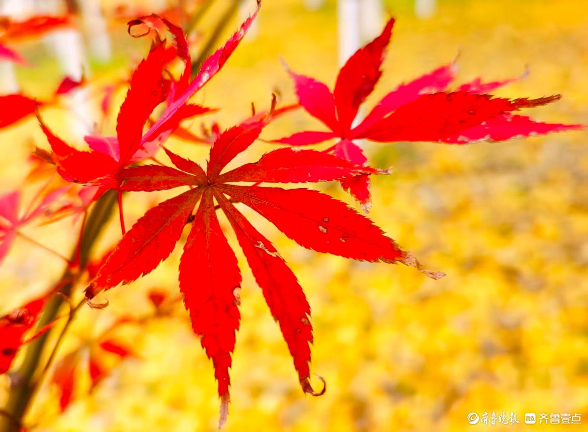 红彤彤的枫叶邂逅金黄银杏叶