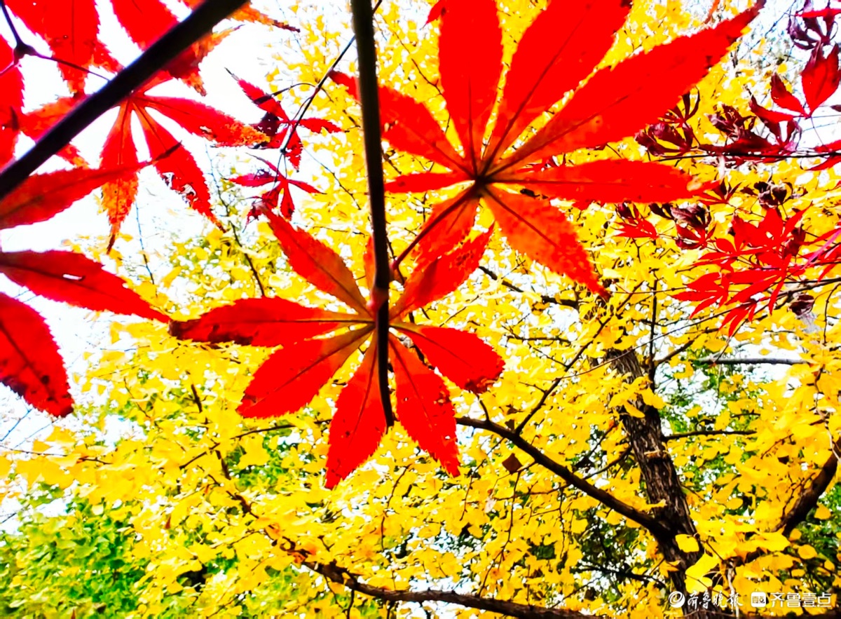 红彤彤的枫叶邂逅金黄银杏叶