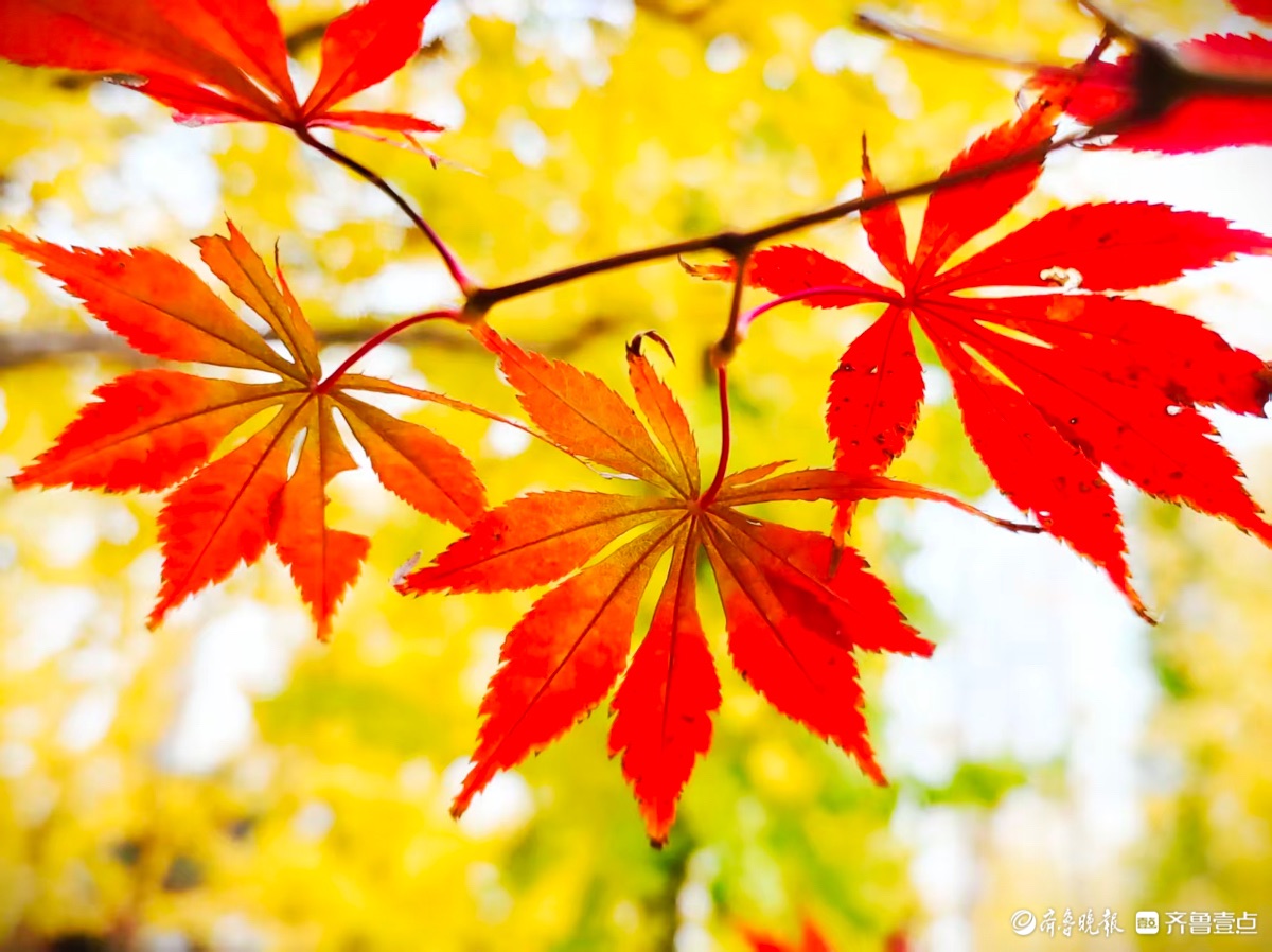 红彤彤的枫叶邂逅金黄银杏叶