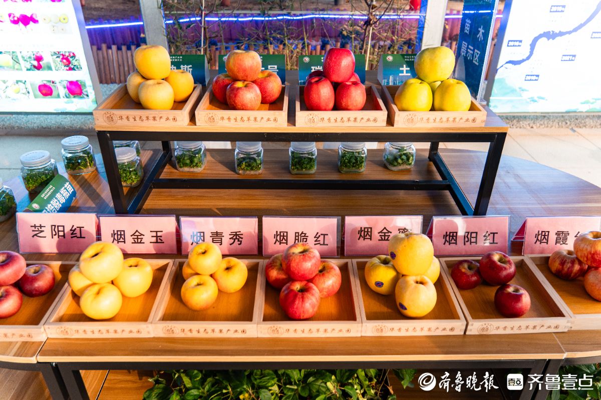 图集|果香满烟台！“跟着苹果去旅行”开启亲子周末新玩法