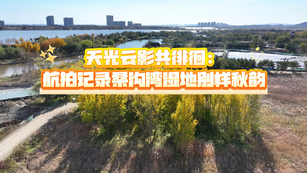 果然视频丨天光云影共徘徊，桑沟湾湿地呈现别样秋韵
