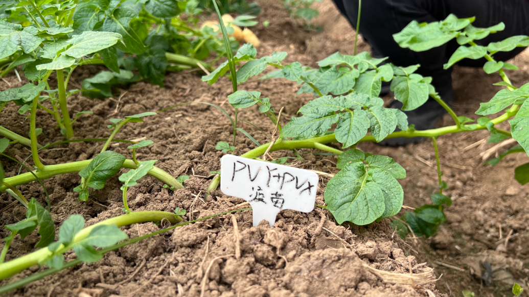 果然视频丨国内首款马铃薯弱毒疫苗在青岛研制成功