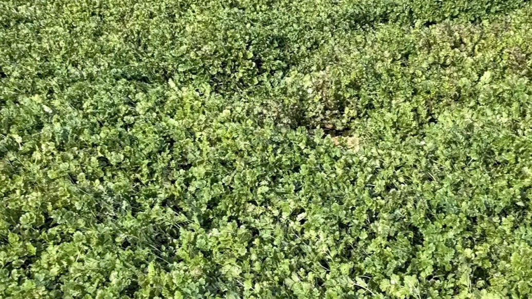 与寒潮赛跑 多家企业采购滞销香菜助农 银座超市：已平价上架