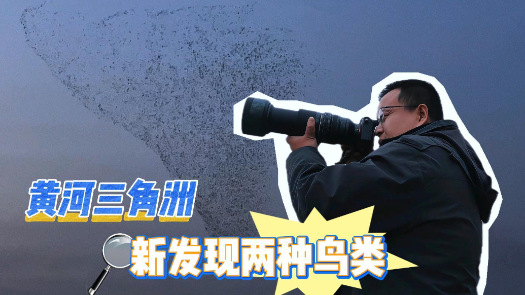 视频|黄河三角洲新发现两种鸟类
