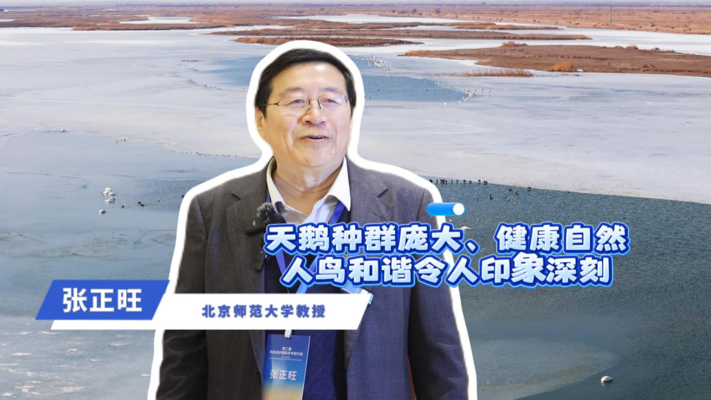 张正旺：天鹅种群庞大、健康自然，人鸟和谐令人印象深刻