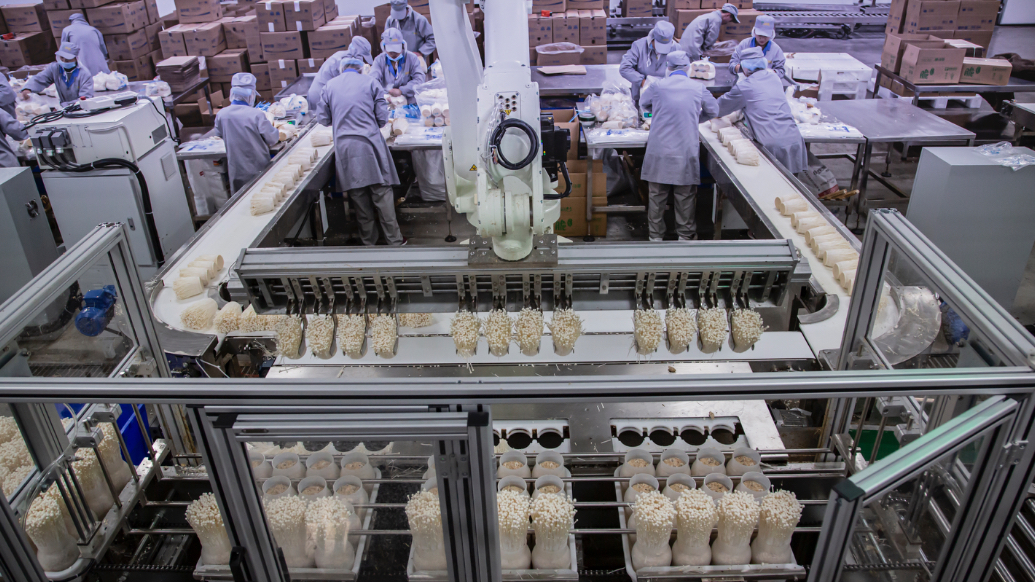 金针菇可以直接生吃？从田间到舌尖，小蘑菇串起富民“金链条”