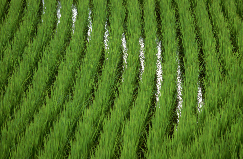 山东省农业农村厅通知：调整遴选省现代农业产业技术体系部分体系专家