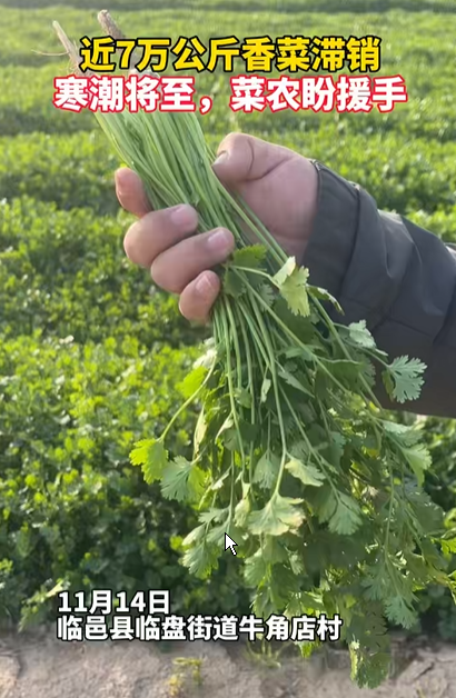 “齐鲁农超”紧急助农！德州7万公斤香菜寻销路！