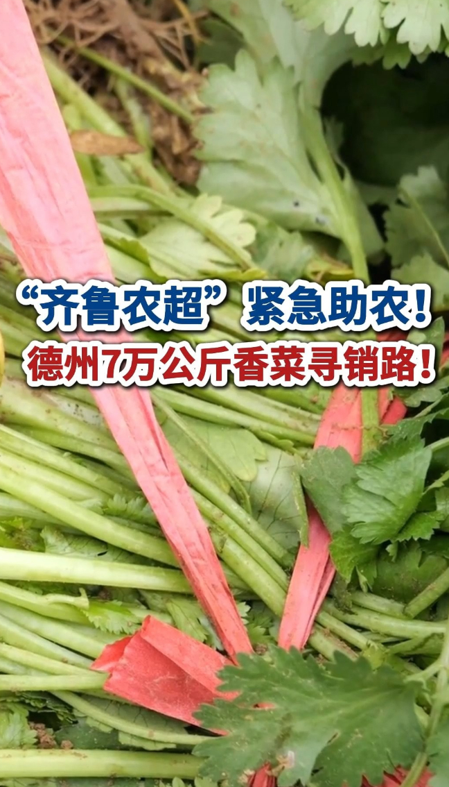 “齐鲁农超”紧急助农！德州7万公斤香菜寻销路！有意电联！