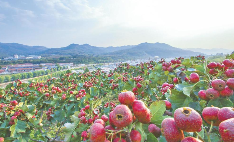 打造乡村振兴齐鲁样板的创新实践