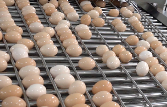 巨野年产4亿公斤鲜蛋背后：265万吨粪污的闭环解法