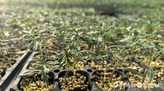 寿光硬核片区藏实力：手握九亿株“番茄芯片”稳稳端牢“番茄碗”