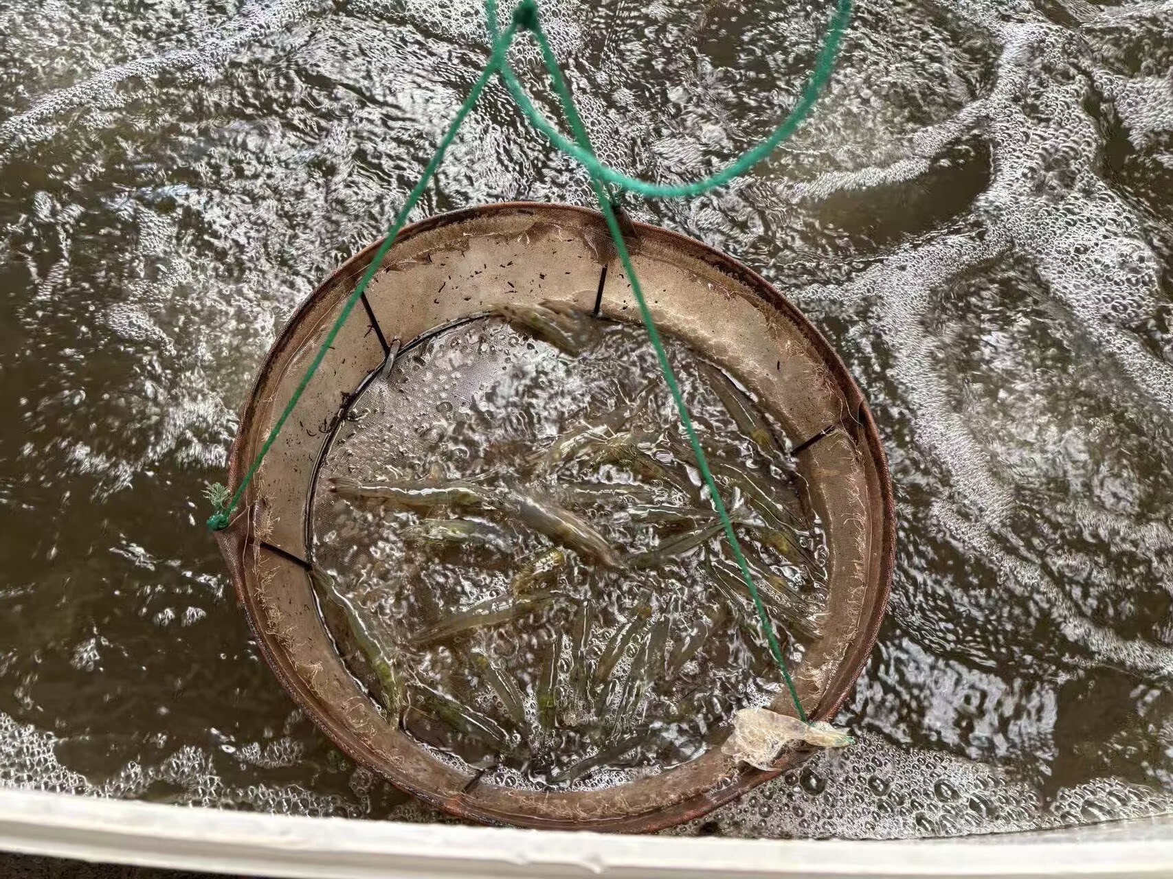 滨州沾化反季对虾迎丰收，冬日热销京津冀苏