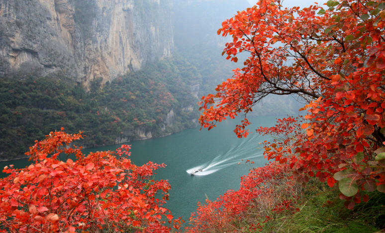 巫山国际红叶节即将启幕！山东省游客全年享巫山景区特惠