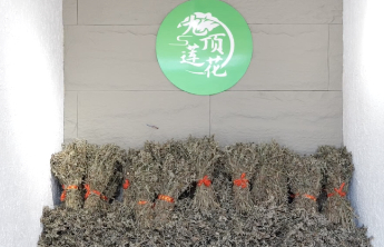 不靠阿胶靠艾草！一株“仙草”给这个村带来700万产值