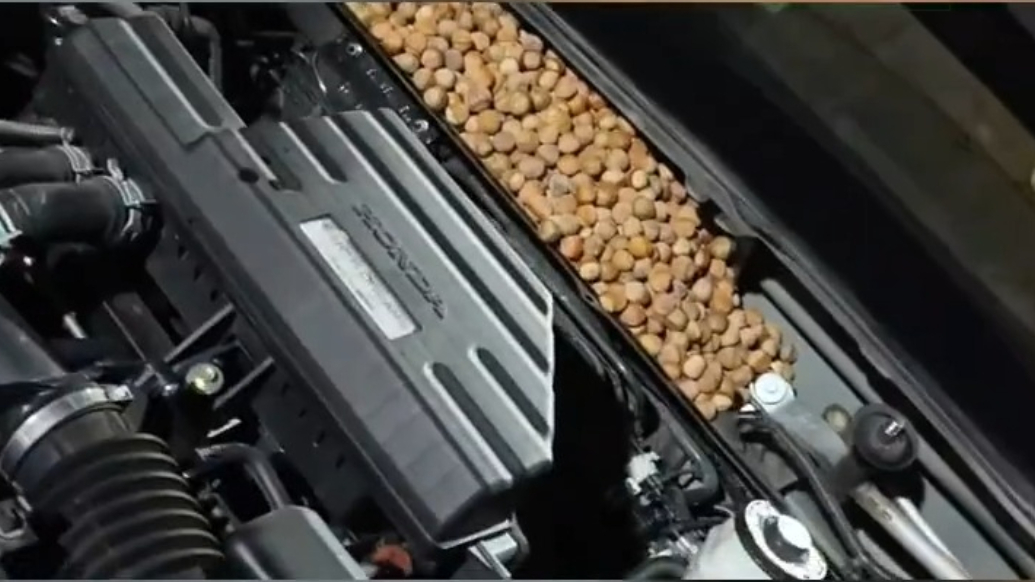 老鼠在车引擎盖下藏了20斤榛子，车主：一开车就哗啦响