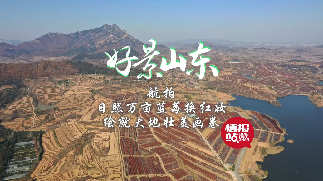 果然视频·好景山东|日照万亩蓝莓换红妆，绘就大地壮美画卷！