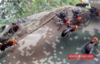 6666元学养“杀人蜂”？莫让风险骗局披上“致富”外衣