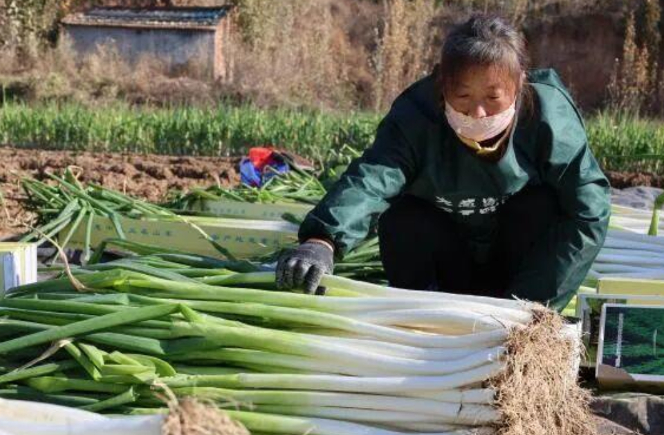 一周农讯速览｜章丘大葱进入集中采收期，《全省小麦冬春管理技术指导意见》发布