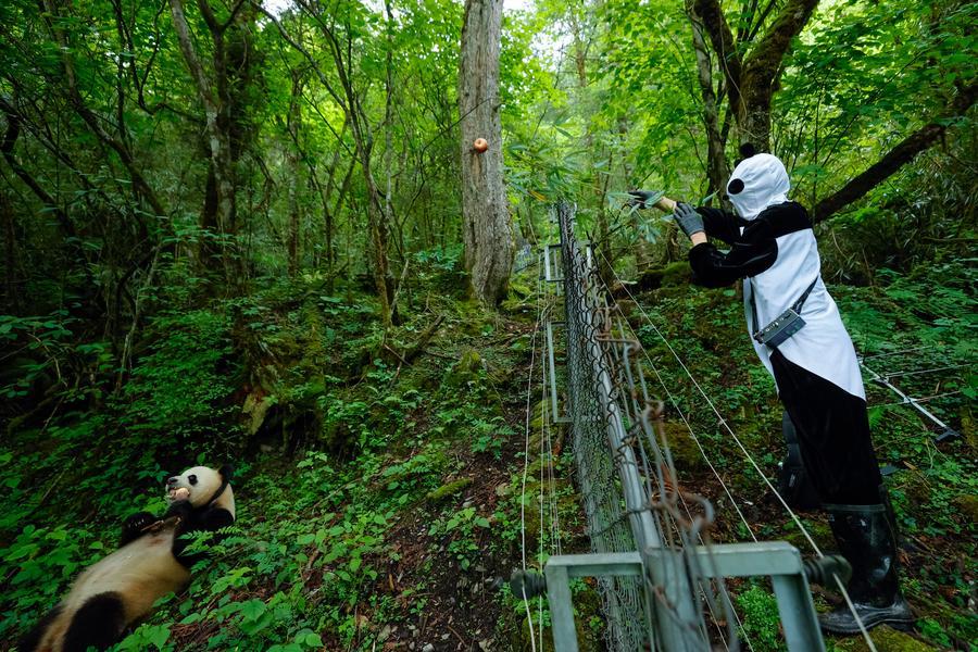 National park boosts panda population, exploring harmony between humans and nature