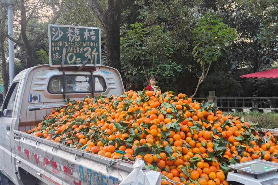 砂糖橘上市，个头咋越来越大，价格还便宜了？