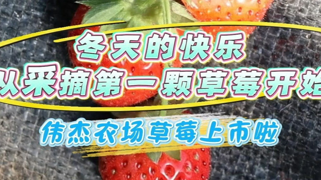果然视频|享受初冬采摘的快乐！济南南部山区草莓成熟啦