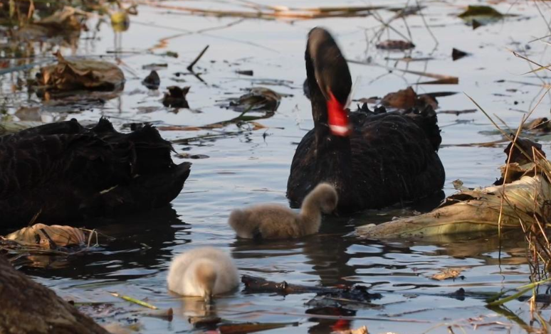 这么香，那么美，黑天鹅首次在华山湖 “生娃落户”