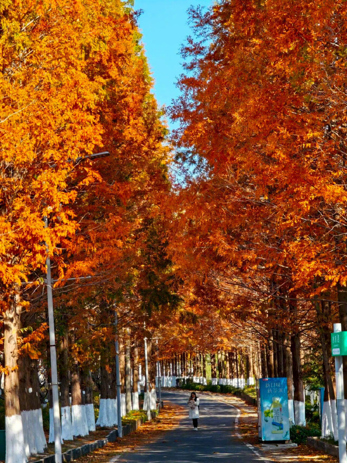 双语论语 Bilingual Analects of Confucius|子罕9.11