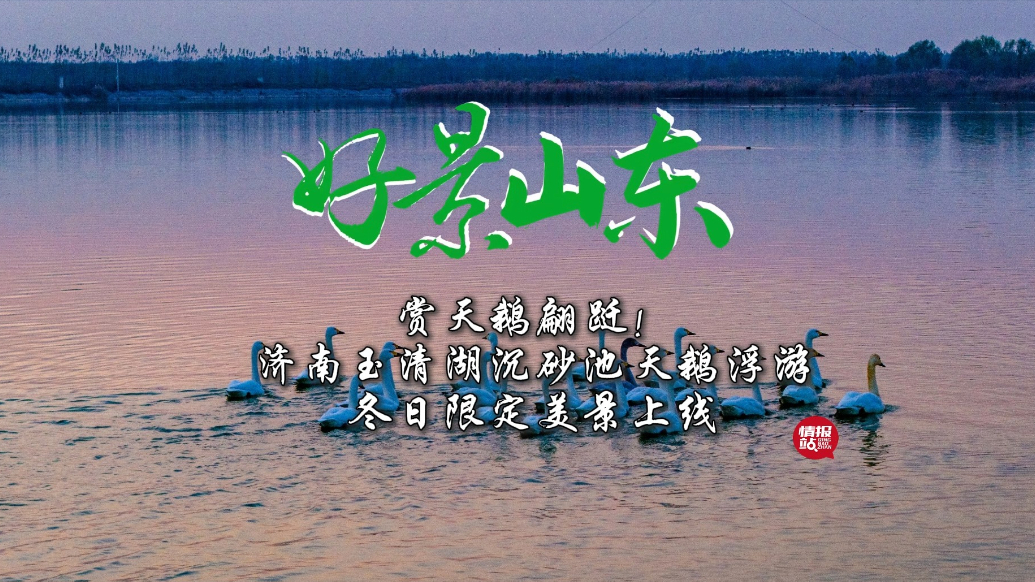 果然视频·好景山东|济南玉清湖天鹅舞翩跹，冬日限定美景上线！