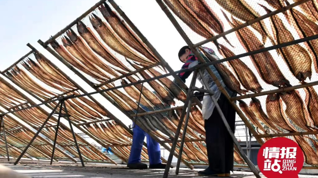 情报站|鱼干飘香！日照渔民开启“晒鲜”模式，绘就特色民俗画卷