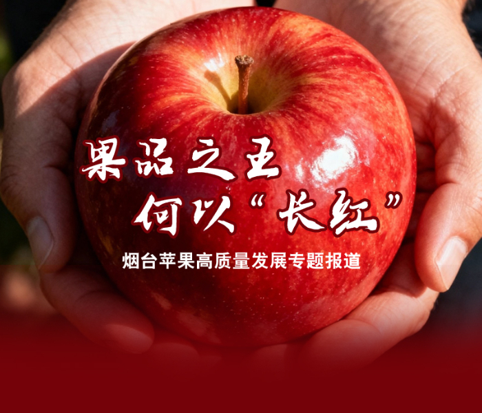 烟台苹果连续16年稳居中国果品区域公用品牌价值榜首。果品之王，何以“长红”？2020年，烟台市委、市政府吹响苹果产业高质量发展的号角，到如今五年攻坚初见成效：苹果种植亩均单产提升近50%，亩均毛收益较2019年接近翻倍。从老果园改造到智慧农业落地，从破局到跃升，这片土地上的每一颗苹果，都在经历一场从品种、种植到营销、产业链的全面“价值跃迁”。