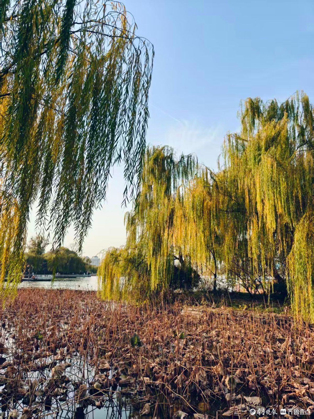 泉城初冬的垂柳