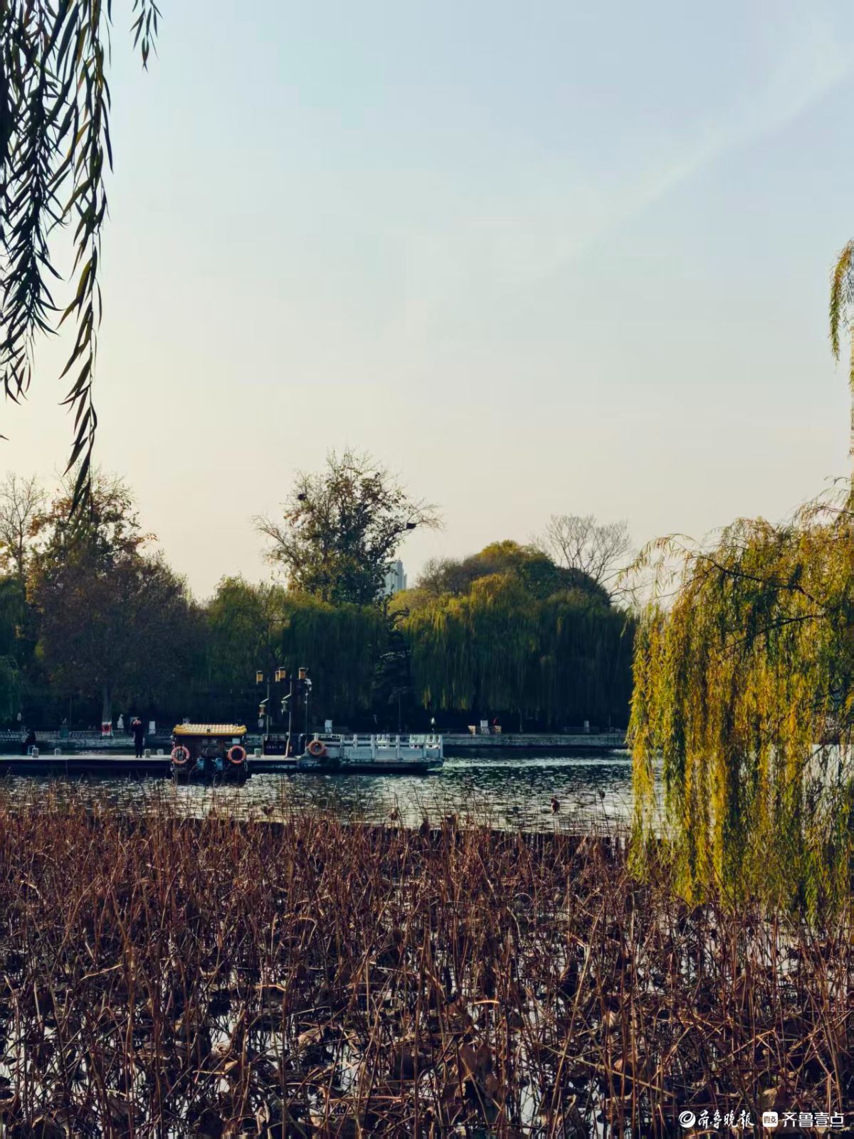 泉城初冬的垂柳
