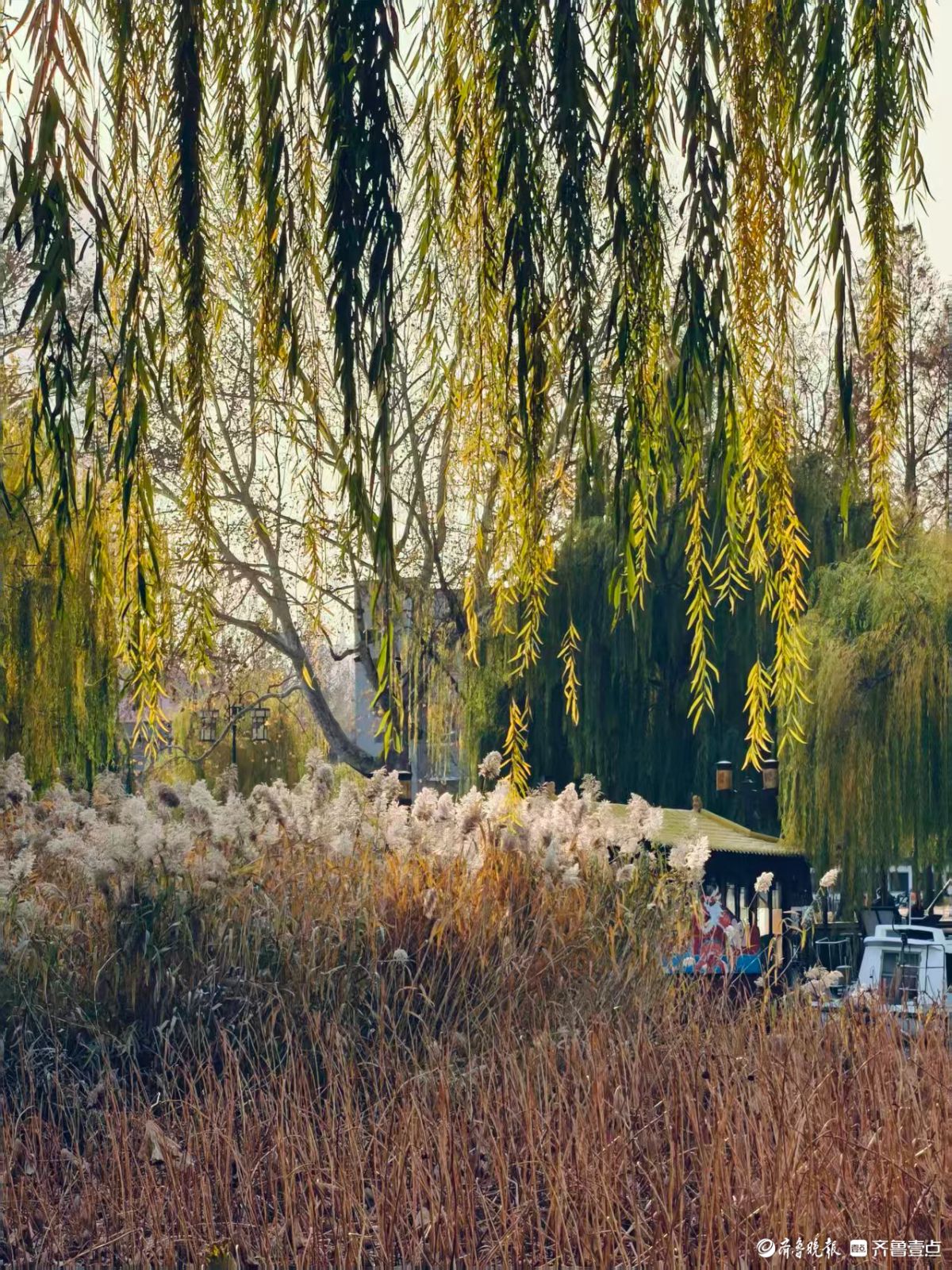 泉城初冬的垂柳