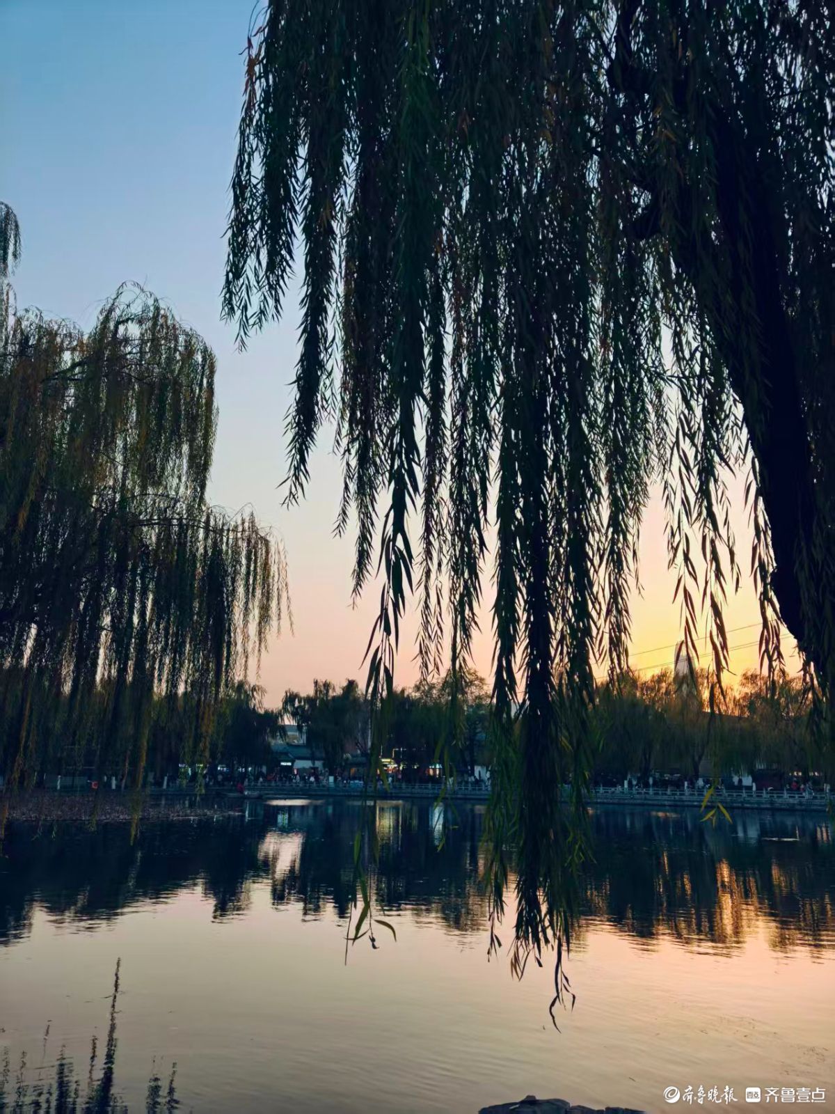 泉城初冬的垂柳