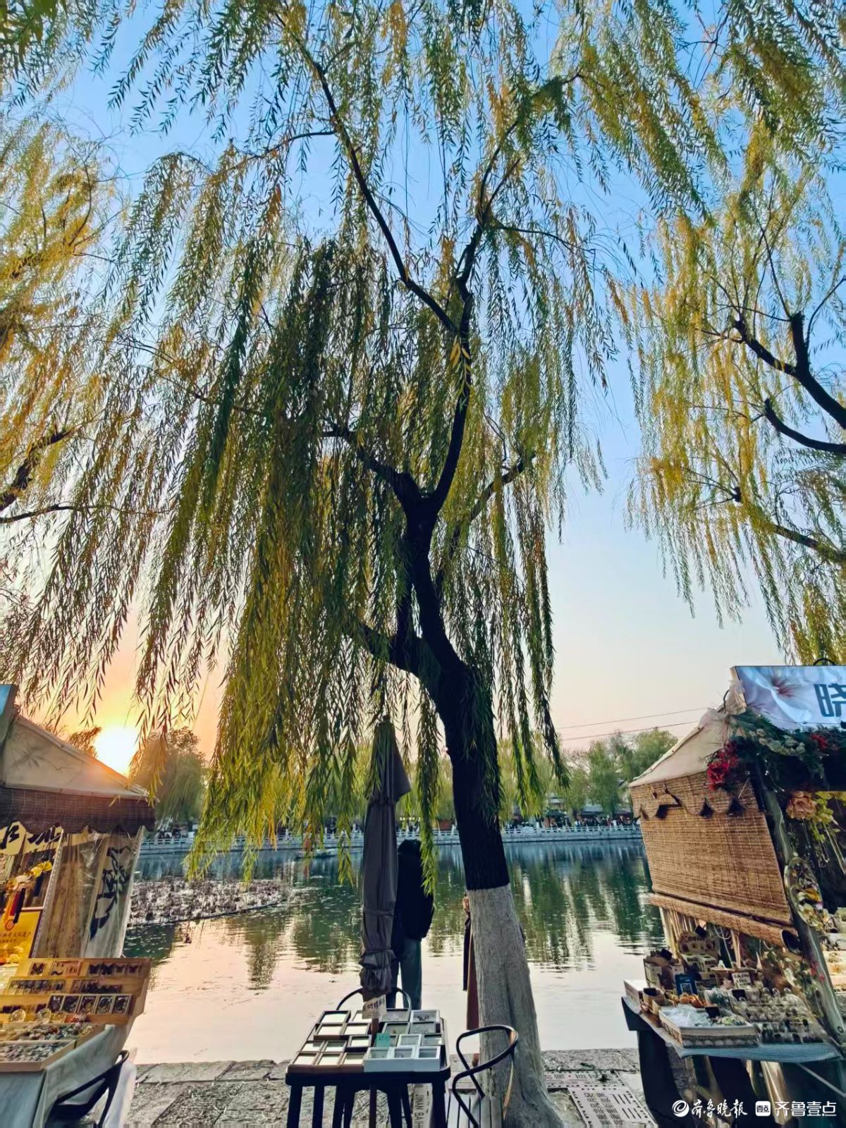 泉城初冬的垂柳