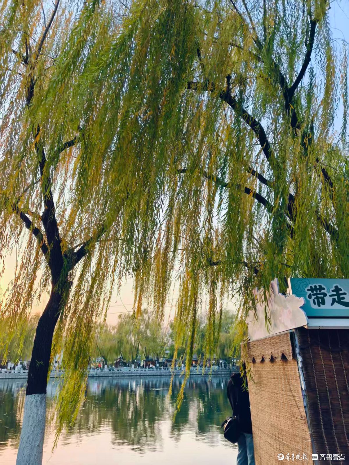 泉城初冬的垂柳