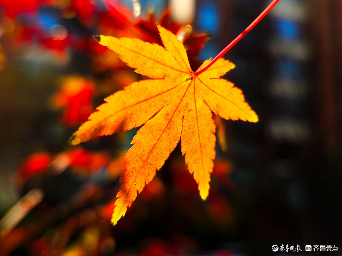 冬日枫树叶，五彩斑斓景致绝美