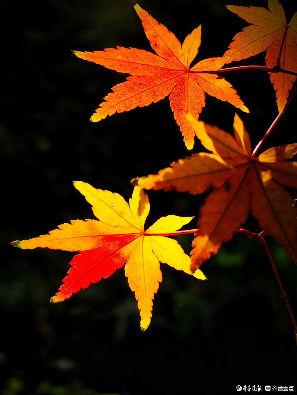 冬日枫树叶，五彩斑斓景致绝美