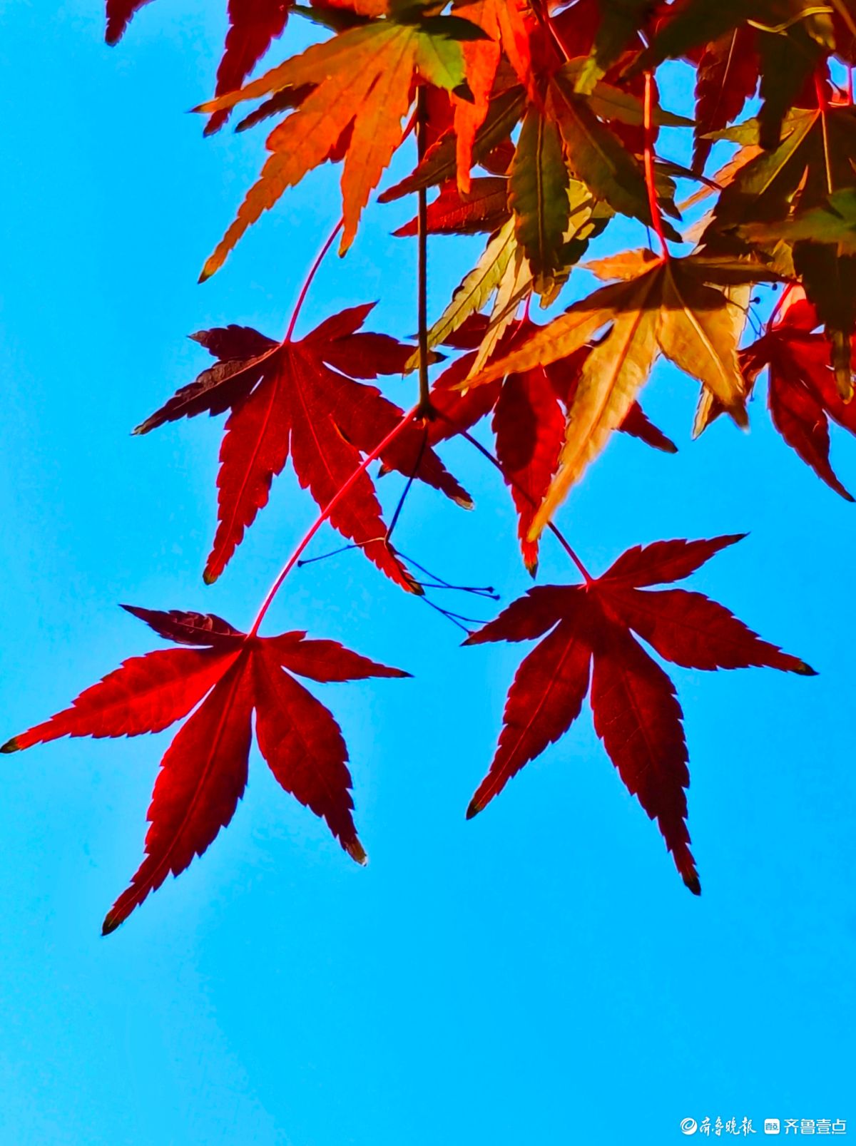 冬日枫树叶，五彩斑斓景致绝美