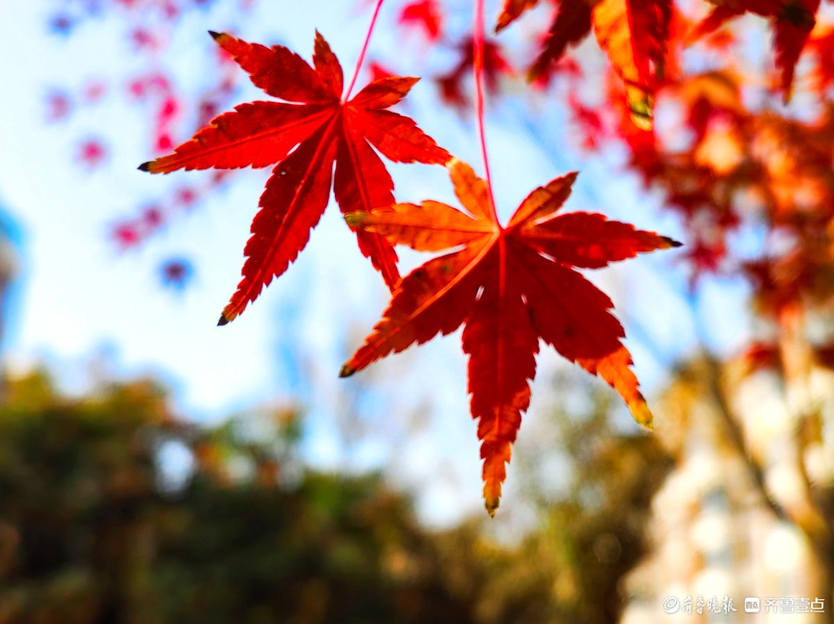 冬日枫树叶，五彩斑斓景致绝美