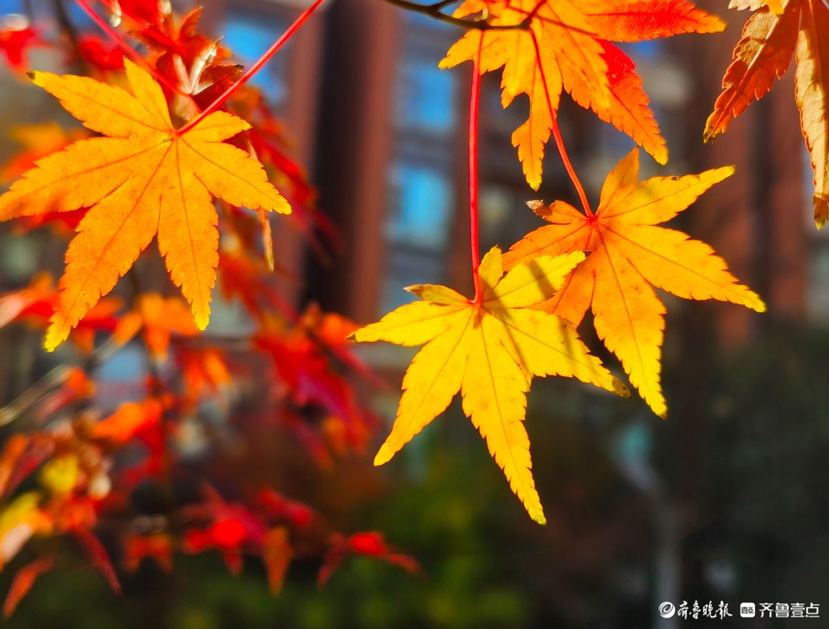 冬日枫树叶，五彩斑斓景致绝美